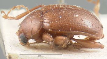 Media type: image; Entomology 9815   Aspect: habitus lateral view